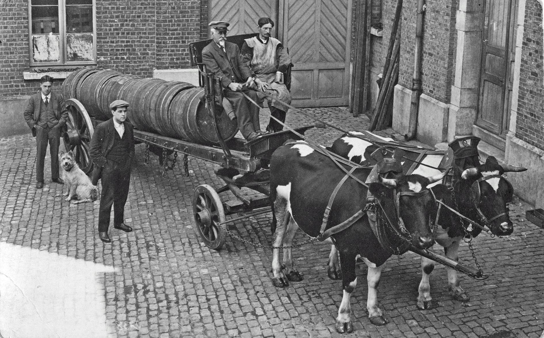 Transport de bières à la brasserie Dewolfs pendant la première guerre mondiale. Les chevaux réquisitionnés ont été remplacés par des vaches - Photo coll. Dewolfs.
